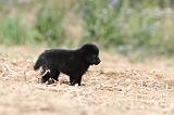 SCHIPPERKE 246